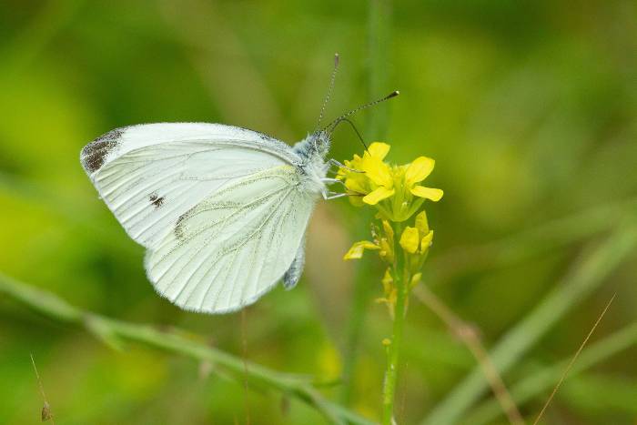 Papillon blanc:  signification et symbolisme